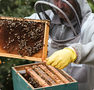 Barnyard Organics & their Field of Dreams