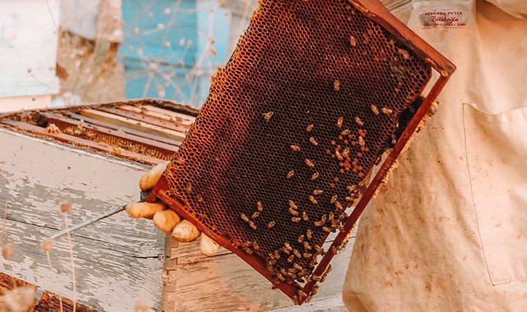 Best place of true splander