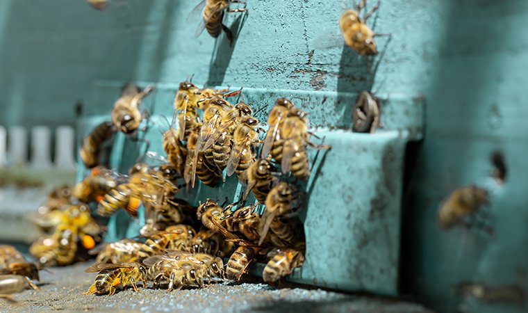 The Best Beekeeping Supply Stores In Raleigh, Durham, And Chapel Hill